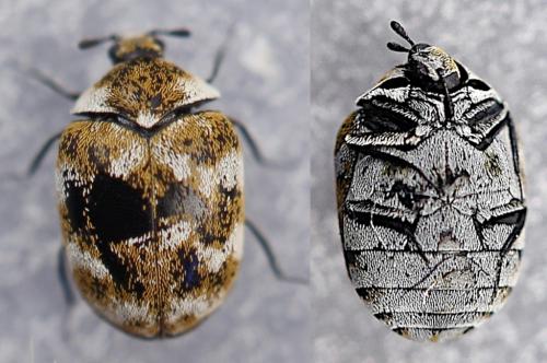 Réf. 247 693 : Anthrenus verbasci